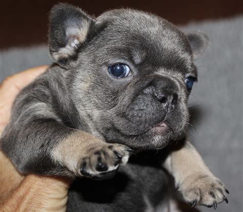 Find a french bulldog puppy from reputable breeders near you and nationwide. Available French Bulldog Puppies For Sale