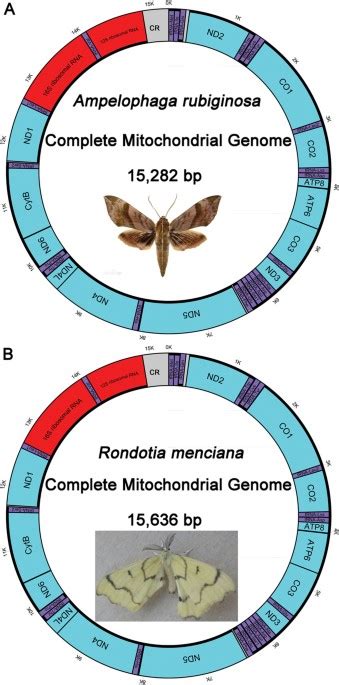 The mitochondrial genomes of higher plants are larger than those of animals and form a complex series of linear and circular. Mitochondrial Genomes of Two Bombycoidea Insects and ...