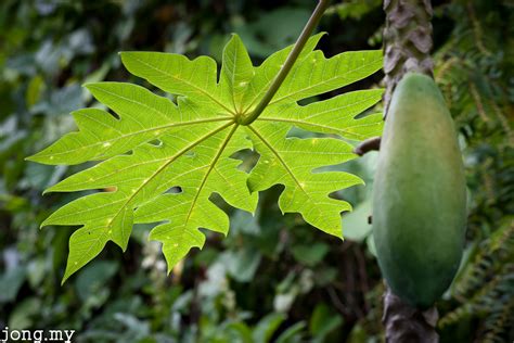 Papaya Leaf What Ive Learned