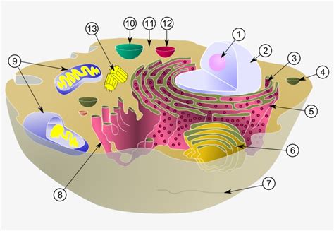 A Typical Animal Cell