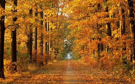Forests Leaves Season X Autumn Roads Autumn Season Hd Nature