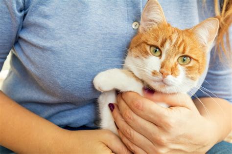 If your cat is allowed to roam freely you may be trying to find ways to keep your cat in your garden. Top Tips On How You Can Stop Cats Pooing In Your Garden ...