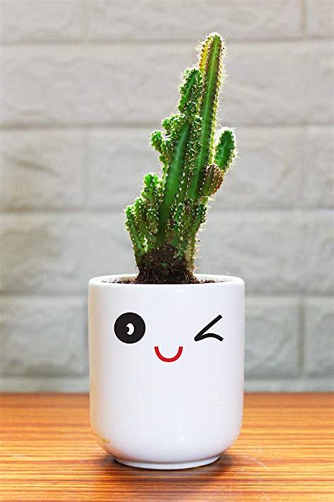 If you love cacti, then you already know that most cacti prefer to be kept dry. Fairy Castle Cactus Care Guide (With Pictures ...