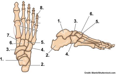 I'm not sure of what you mean by bone diagram. Bones of the Foot Quiz Anatomy