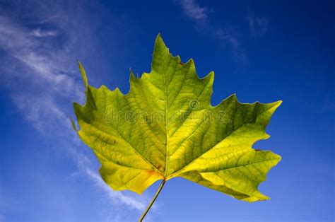 Beautiful Vivid Autumn Maple Leaf Against Blue Sky Stock Image Image