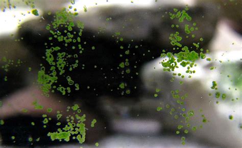Unlike most other algae, green spot algae doesn't grow tall. How to Easily Identify And Remove Green Spot Algae