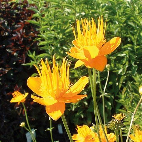 Egal ob grünpflanzen oder bunte. Trollblume 'Golden Queen' - Gartenpflanzen online kaufen ...