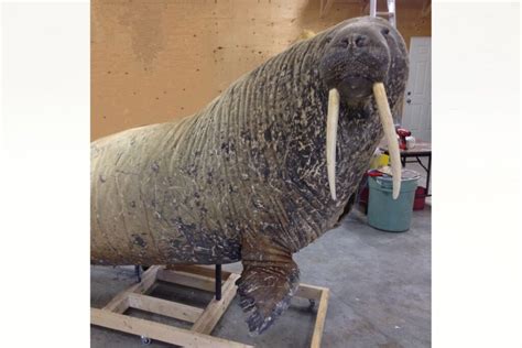 Walrus Wildlife Mounts Furcanada