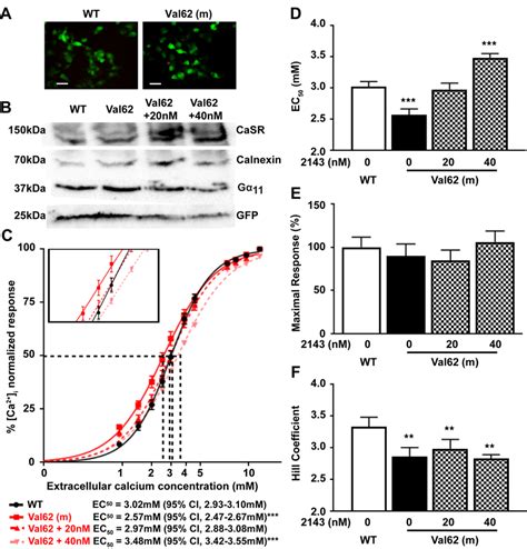 Intracellular Calcium Responses Of The Val62 Gα 11 Mutant And Effect Of