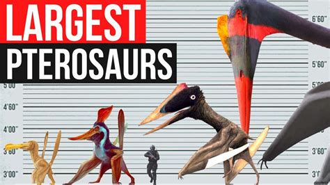 Largest Pterosaurs In History Size Comparison Youtube