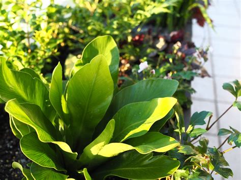 Discard the extra water so it isn't reabsorbed. How Often Should You Water Plants? | Maintain Me