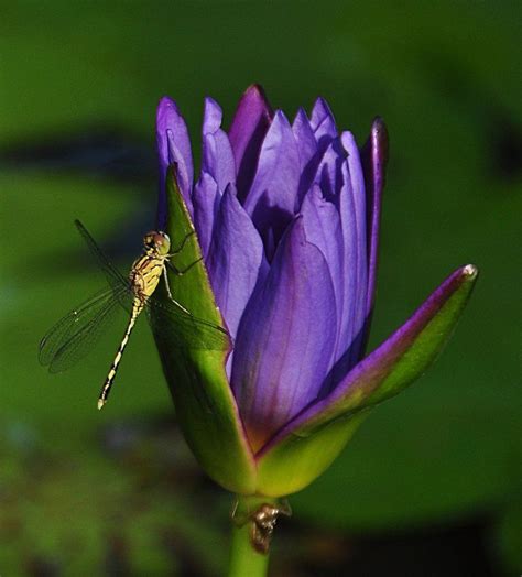 Dragonfly On A Lotus Bud Purple Flowers Water Lilies Photo Essay