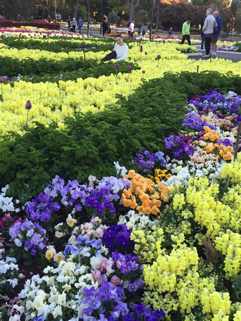Seasonal spring flowers by colour to help you plan beautiful bouquets suited to the season. Toowoomba QLD Australia. A flower festival to celebrate ...