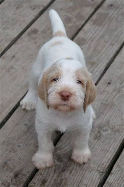 Spinone Italiano Puppy This Is The Breed Of The Dog In Neverending