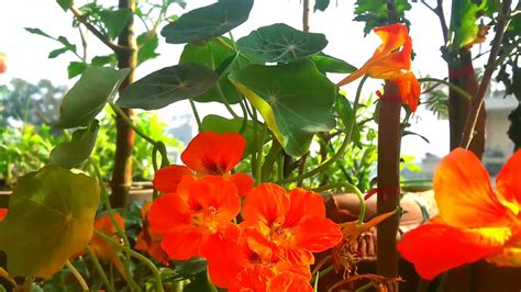 Nasturtium flowers are one of the most popular edible flowers grown in home gardens. How to Care and collect Nasturtium plant seed's - YouTube