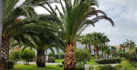 Feb 01, 2021 · the different types of forests: Types of Palm Trees with Identification Guide (Pictures ...