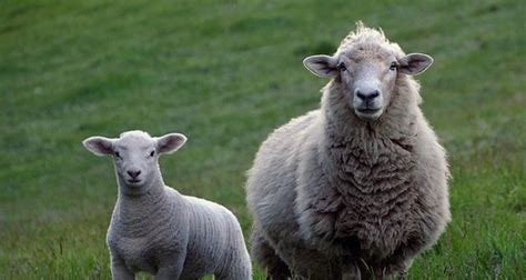 Sheep Facts 39 Interesting Facts About Sheep