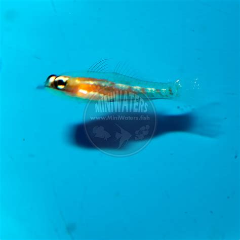 Coryphopterus Personatus Masked Goby Captive Bred Shop Miniwaters