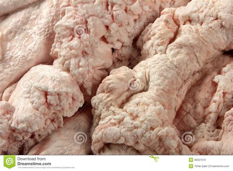Animal Fat Stock Photo - Image: 38327510