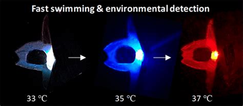 Manta Ray Inspired Soft Robot Fish With Tough Hydrogels As Structural