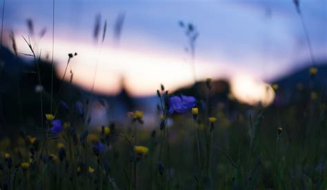 Field Yellow Blue Flowers Macro Blur Glare Night Sunset Nature