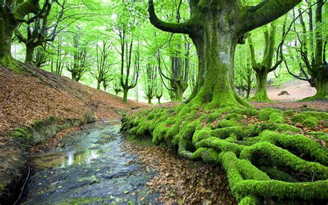 Moss New Awesome Hd Wallpapers 2015 High Quality All Hd Wallpapers