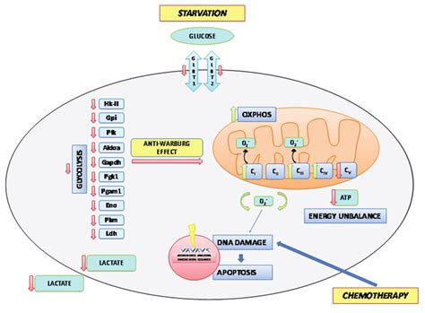 A Model Of Short Term Starvation Effects On The Metabolism Of The Tumor