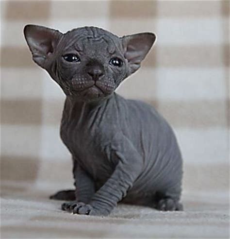 Sphynx Hairless Cat Breed Information And Photos Cute Hairless Cat