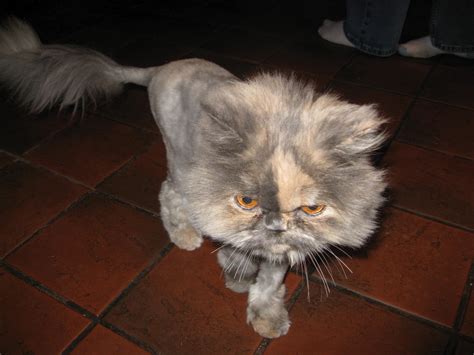 Under these assumptions… total average estimated cat ownership cost: 2 People, 4 Cats and a Dream: Lion Cut