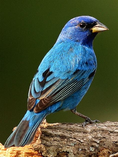 Indigo Bunting Photo By Tanager55 On Flickr Pretty Birds Love Birds