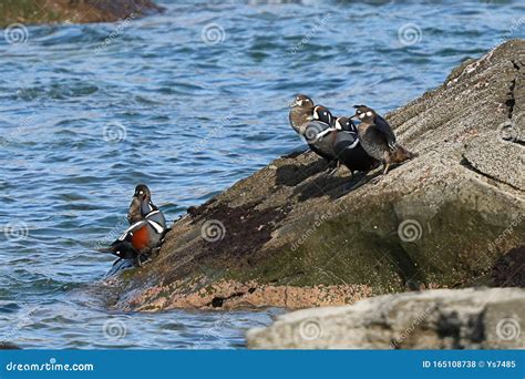 Harlequin Ducks Histrionicus Histrionicus Sitting On Coastal Rocks