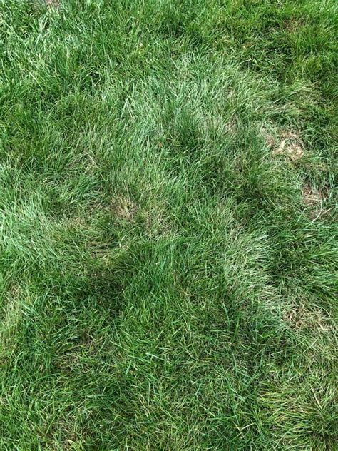 How To Treat Dollar Spot Fungus Lawn Disease Lawn Phix