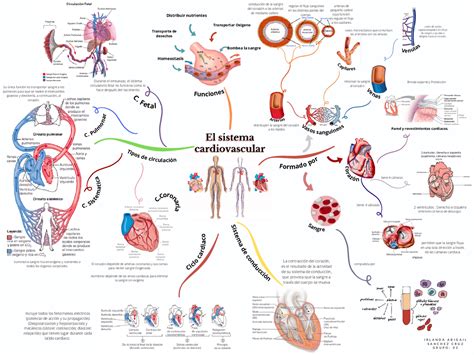 Mapa Mental Del Sistema Cardiovascular Esquemas Y Mapas Conceptuales
