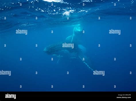 Whale Swim Tonga Hi Res Stock Photography And Images Alamy