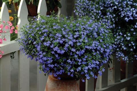 If you live on a property that is shady all day long, then you may be lamenting the fact that you can't there are many beautiful blooms that grow in full shade and can add beautiful splashes of color as well as pleasant scents to your property. Easy to Grow Annual Shade Flowers | HGTV - Waterfall Blue ...