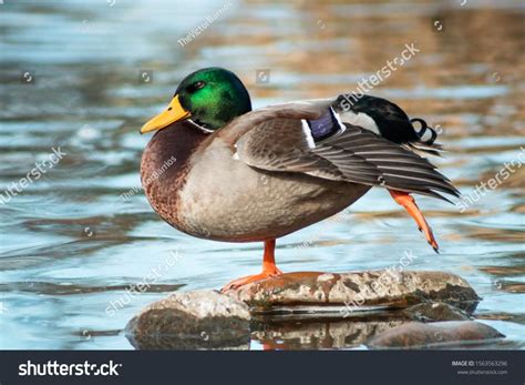 A Duck Stretching Its Leg Image Photo Wildlife Animals Stock Photos