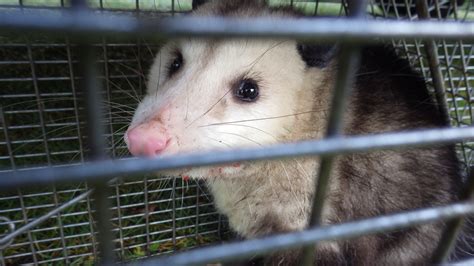 Gig Harbor Animal Control Animal Removal Evictor Pest And Wildlife