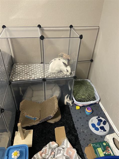 For a rabbit litter box to secure our coveted number one spot, it has to display the finest combination of versatility, ease of use, durability, and value. Can I see your rabbit's litter boxes? : Rabbits