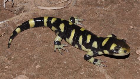Western Tiger Salamander Mammals Amphibians Reptiles Of The