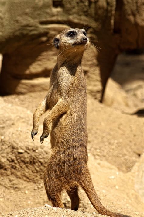 Meerkatsavannahafricasafarinational Park Free Image From