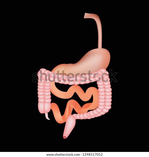 Organs Gastrointestinal Tract Esophagus Stomach Duodenum Stock