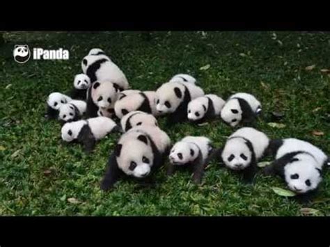 Cuddly Newborn Pandas Make Their Public Debut Video Dailymotion