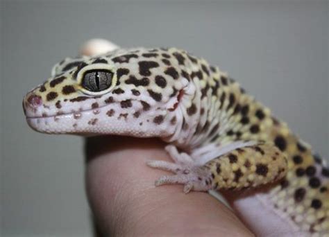 4 of the Best Reptiles for Beginners to Help You Decide