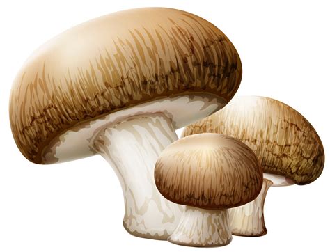 Mushroom Clipart Bing Images Mushrooms Image Clipartix