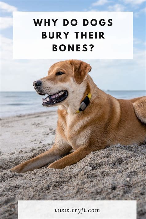 Why Do Dogs Bury Their Bones In 2021 Dogs Dog Digging Bury