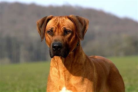 New big dog rip kit installed. Rhodesian Ridgeback | Beautiful dogs, Big dogs, Rhodesian ...