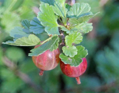 Nccd Gooseberry ‘hinnomaki Red 2 Gal Connecticuts Conservation
