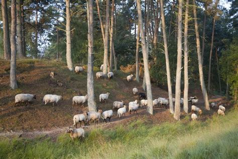 Mooiste Bossen In Nederland Heerlijk Wandelen Erop Uit In De Natuur