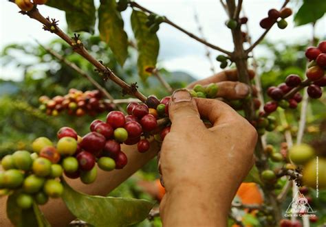 Café En Colombia ¿un Cultivo Rentable