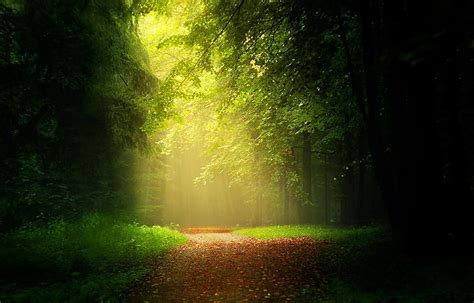 Forest Wallpaper Path Leaves Forest Sunlight Mist Trees Grass